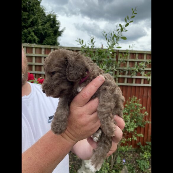 Bedlington Terrier - Both