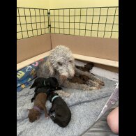 Bedlington Terrier - Both