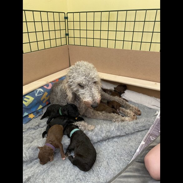 Bedlington Terrier - Both