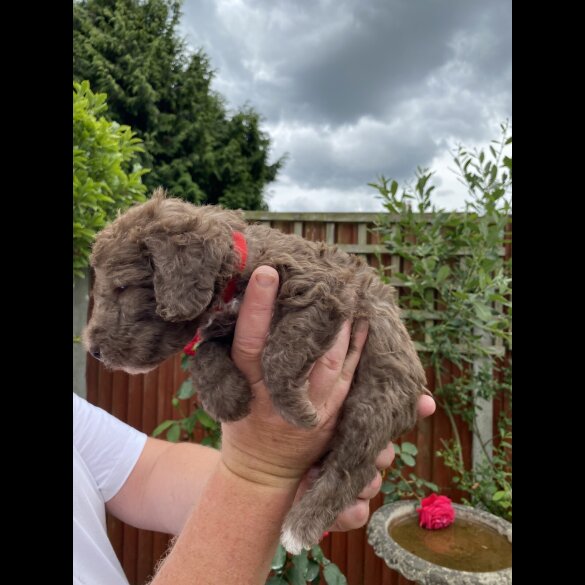 Bedlington Terrier - Both