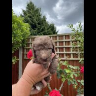 Bedlington Terrier - Both