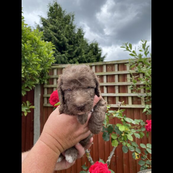 Bedlington Terrier - Both