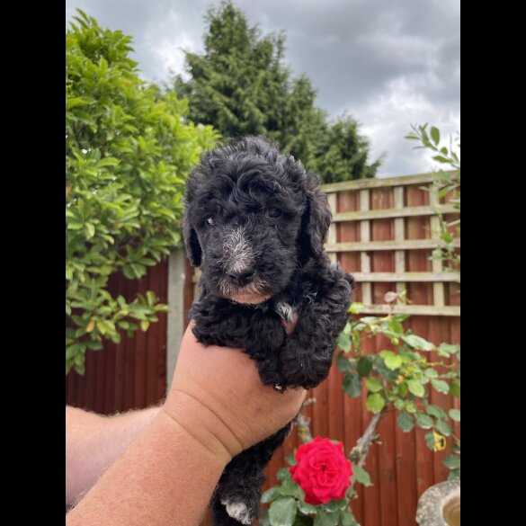 Bedlington Terrier - Both