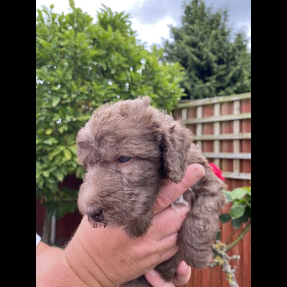 Bedlington Terrier - Both