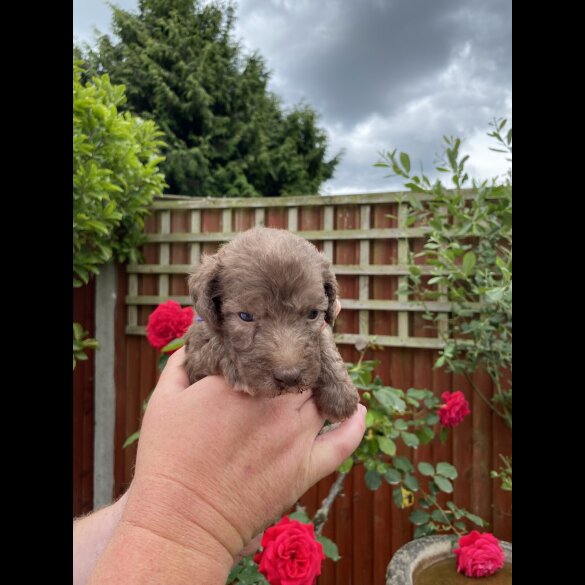 Bedlington Terrier - Both