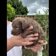Bedlington Terrier - Both