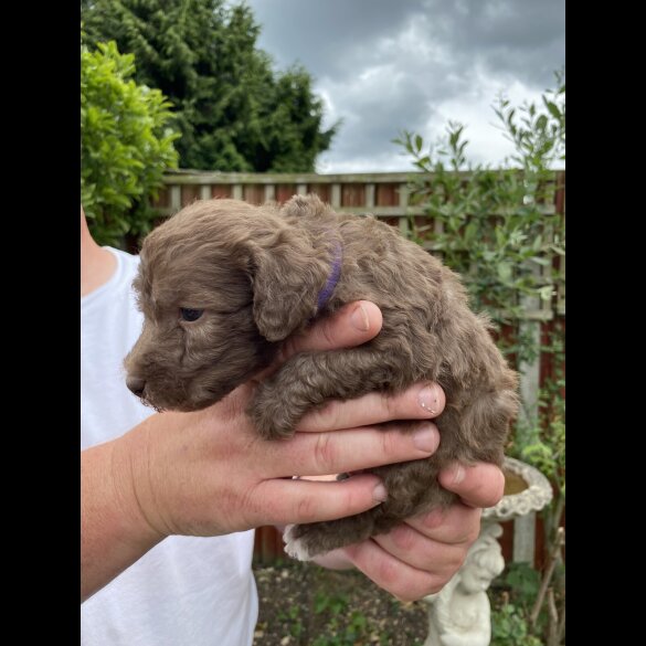 Bedlington Terrier - Both
