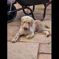 Bedlington Terrier - Both