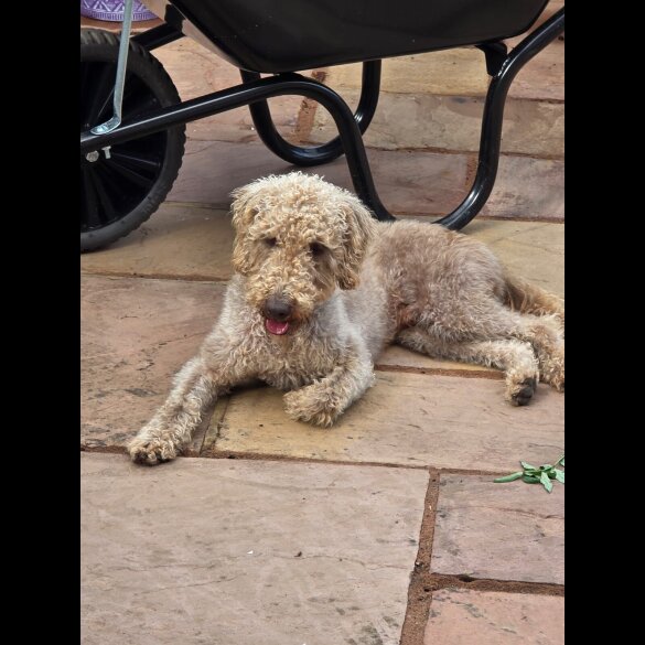 Bedlington Terrier - Both