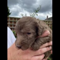 Bedlington Terrier - Both