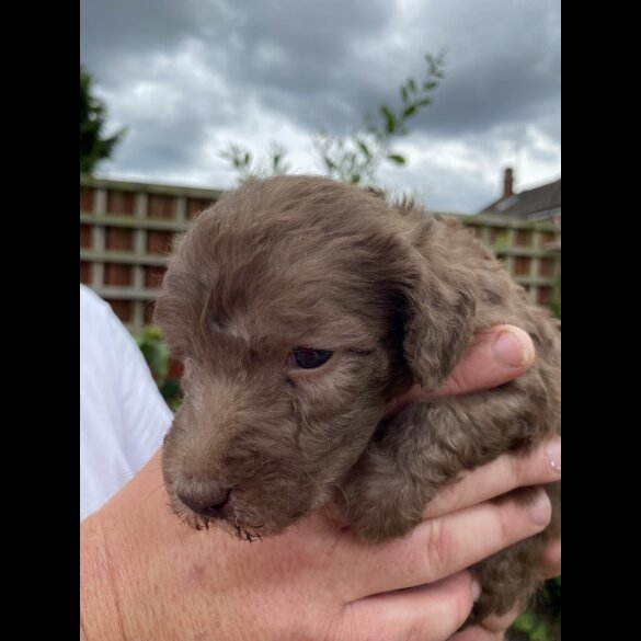 Bedlington Terrier - Both