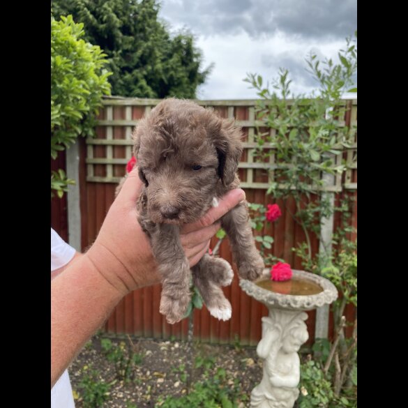 Bedlington Terrier - Both