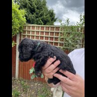 Bedlington Terrier - Both