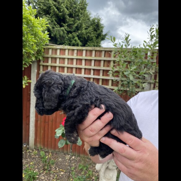 Bedlington Terrier - Both