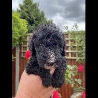Bedlington Terrier - Both
