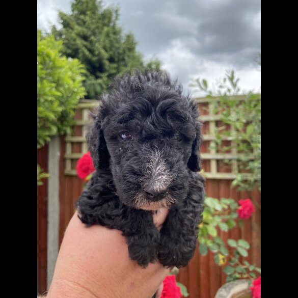Bedlington Terrier - Both