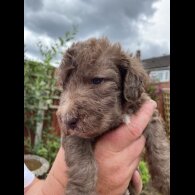 Bedlington Terrier - Both