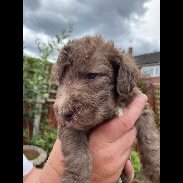 Bedlington Terrier - Both