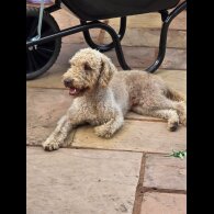 Bedlington Terrier - Both