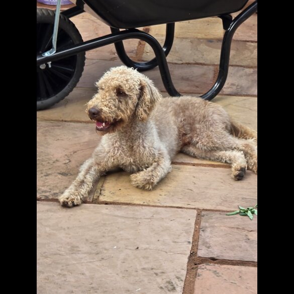 Bedlington Terrier - Both