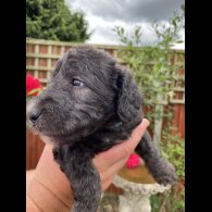 Bedlington Terrier - Both