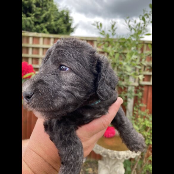 Bedlington Terrier - Both