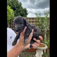 Bedlington Terrier - Both