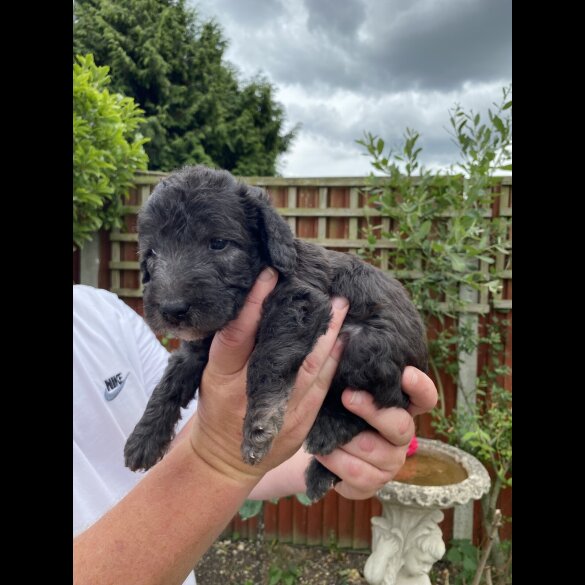Bedlington Terrier - Both