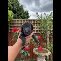 Bedlington Terrier - Both