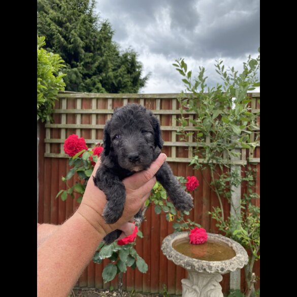 Bedlington Terrier - Both