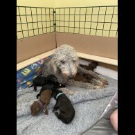Bedlington Terrier - Both