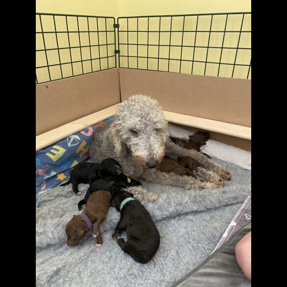 Bedlington Terrier - Both