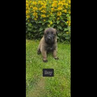 Belgian Shepherd Dog (Groenendael) - Both