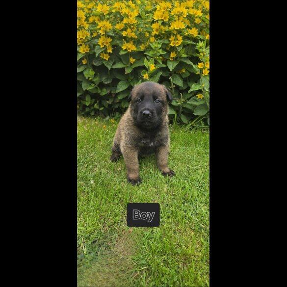 Belgian Shepherd Dog (Groenendael) - Both