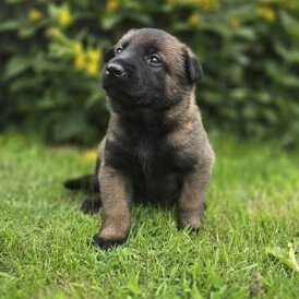 Belgian Shepherd Dog (Groenendael) - Both