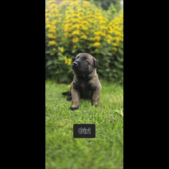 Belgian Shepherd Dog (Groenendael) - Both
