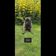 Belgian Shepherd Dog (Groenendael) - Both