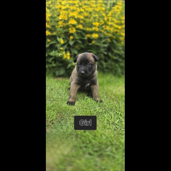 Belgian Shepherd Dog (Groenendael) - Both