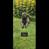 Belgian Shepherd Dog (Groenendael) - Both
