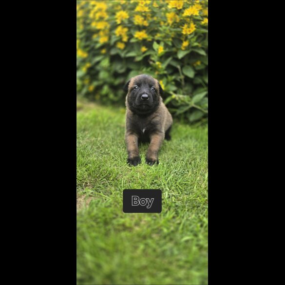 Belgian Shepherd Dog (Groenendael) - Both