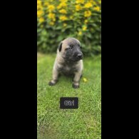 Belgian Shepherd Dog (Groenendael) - Both