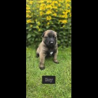 Belgian Shepherd Dog (Groenendael) - Both