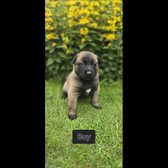 Belgian Shepherd Dog (Groenendael) - Both