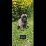 Belgian Shepherd Dog (Groenendael) - Both