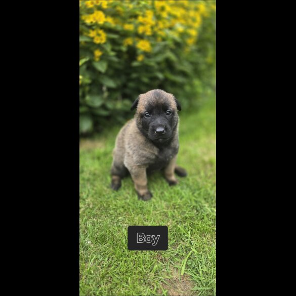 Belgian Shepherd Dog (Groenendael) - Both
