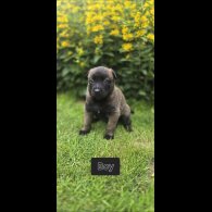 Belgian Shepherd Dog (Groenendael) - Both