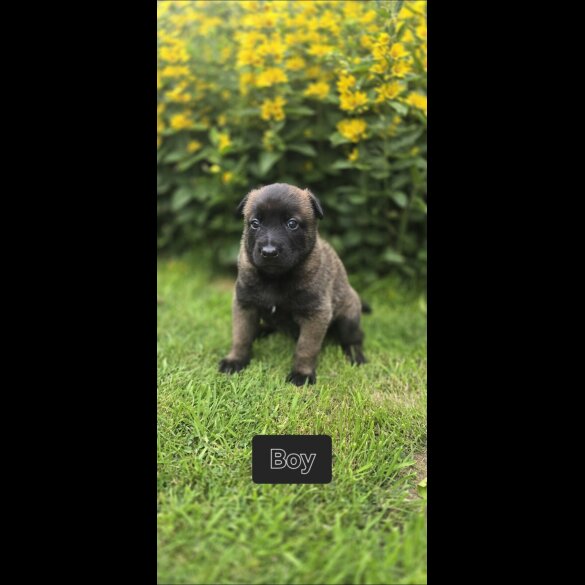 Belgian Shepherd Dog (Groenendael) - Both