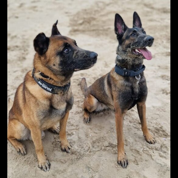 Belgian Shepherd Dog (Groenendael) - Both