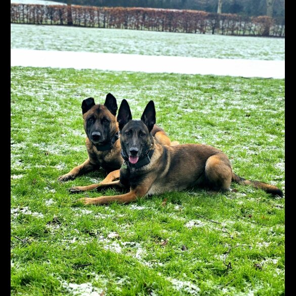 Belgian Shepherd Dog (Groenendael) - Both