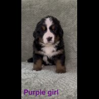 Bernese Mountain Dog - Both